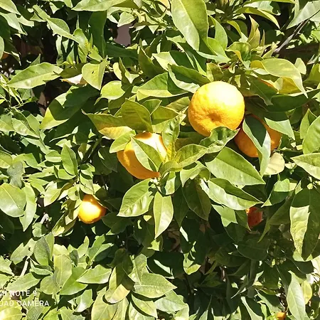 Camping Yaso-guara *